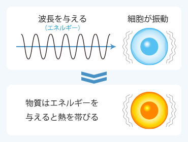 微細振動している細胞は振動することで活性化